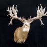 Antler Sculptures